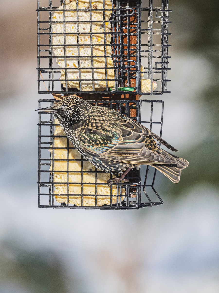 Arabazozo pikarta - ML646988899