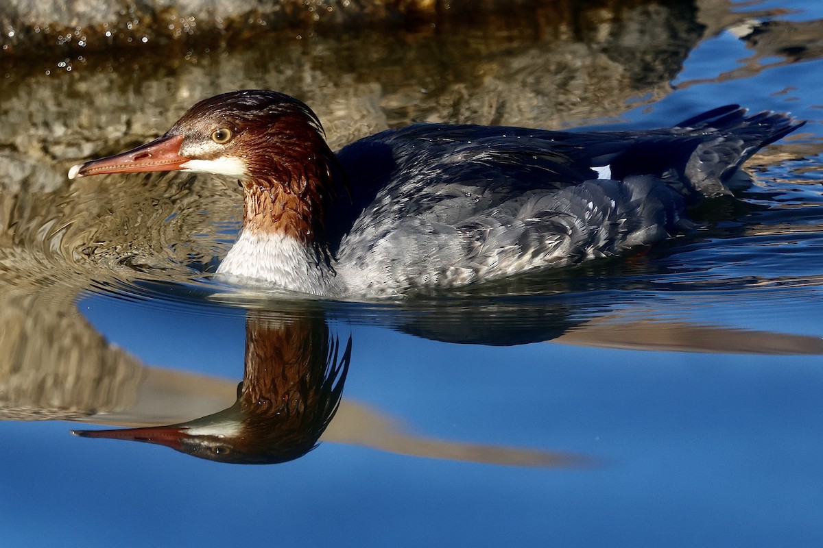 Grand Harle - ML646988903