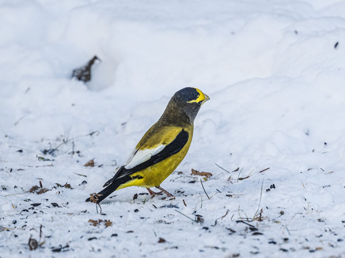 Mokolodi bekainoria - ML646988906