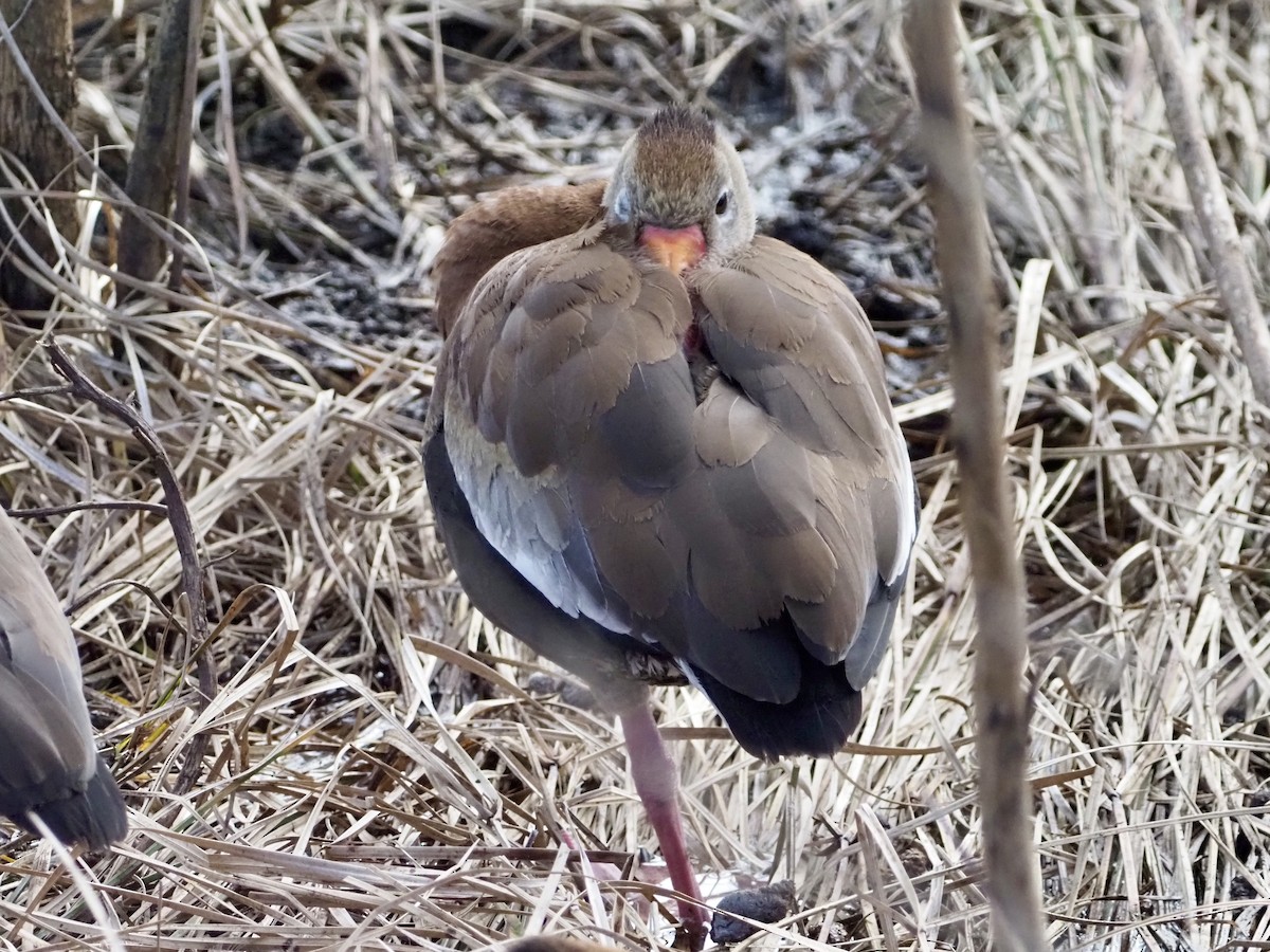 Kara Karınlı Islıkçı Ördek - ML646988907