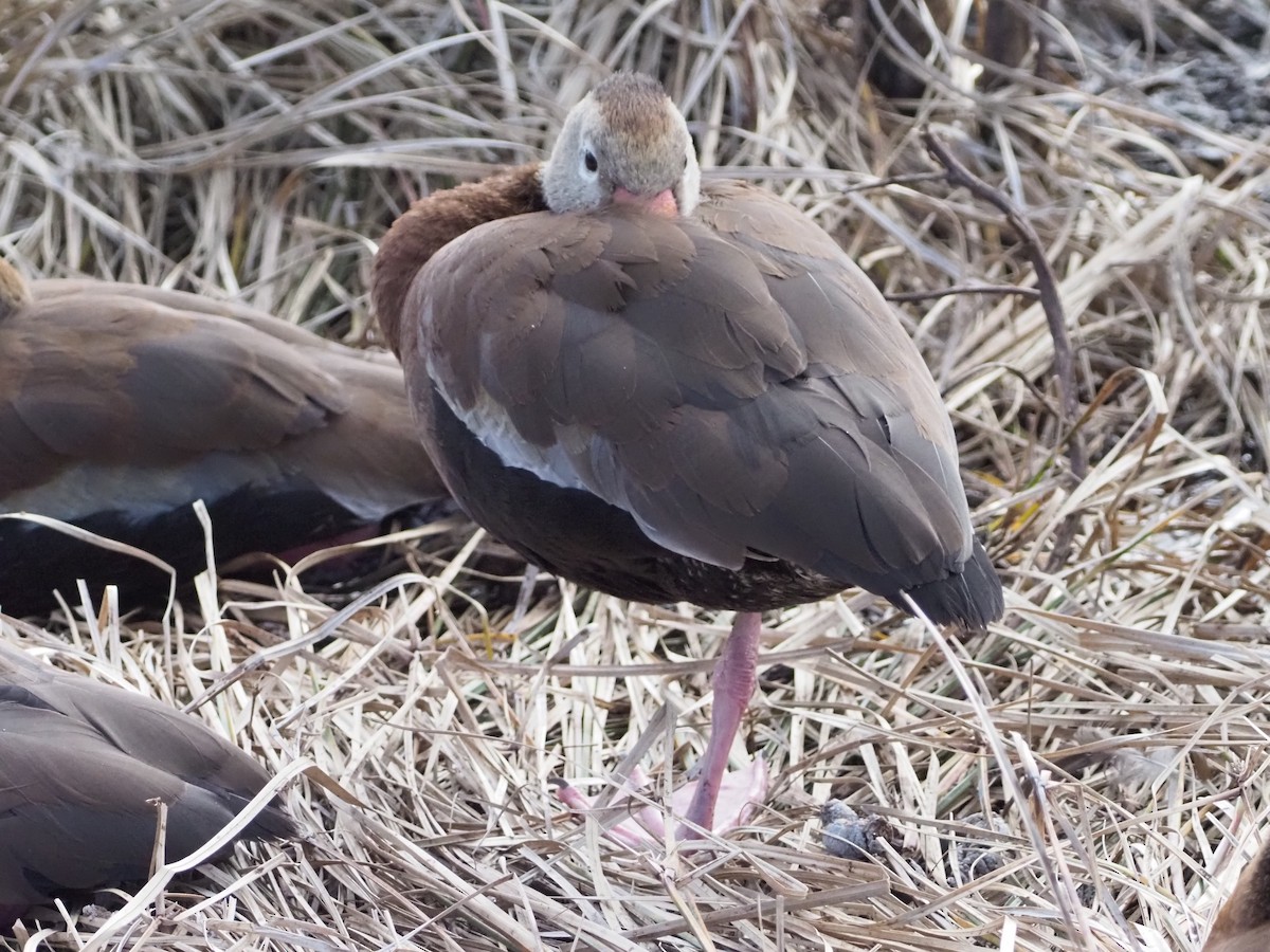 Kara Karınlı Islıkçı Ördek - ML646988908