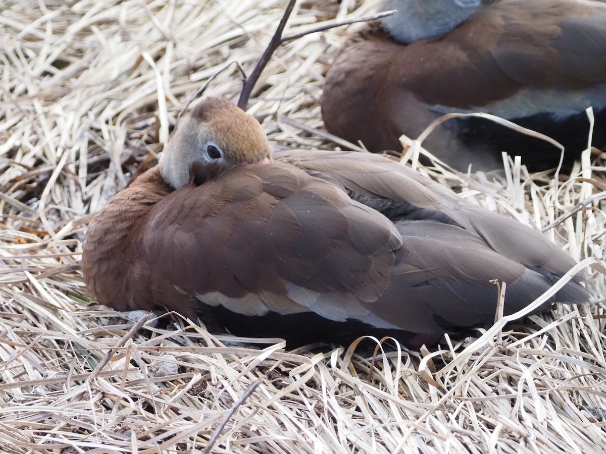 Kara Karınlı Islıkçı Ördek - ML646988909