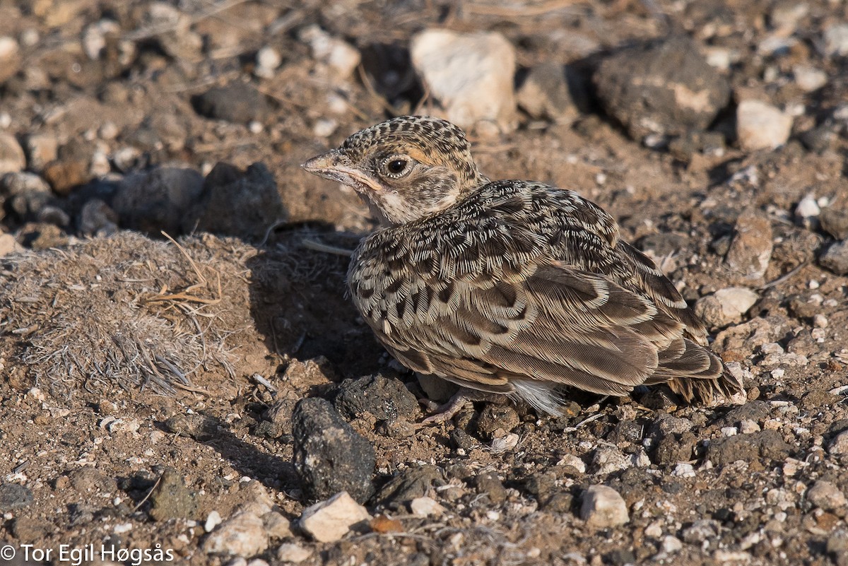 Fischer's Sparrow-Lark - Tor Egil Høgsås