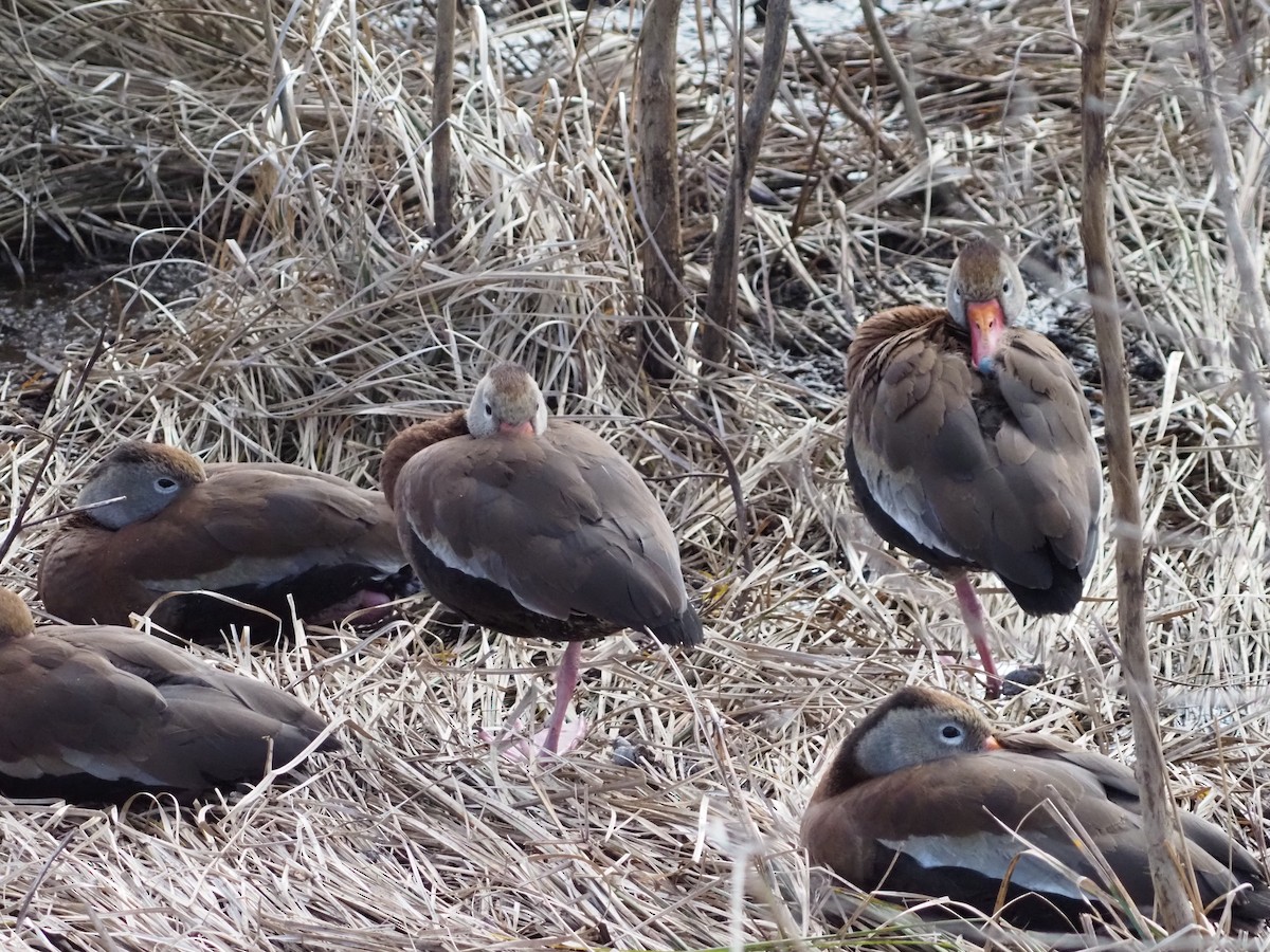 Kara Karınlı Islıkçı Ördek - ML646988910