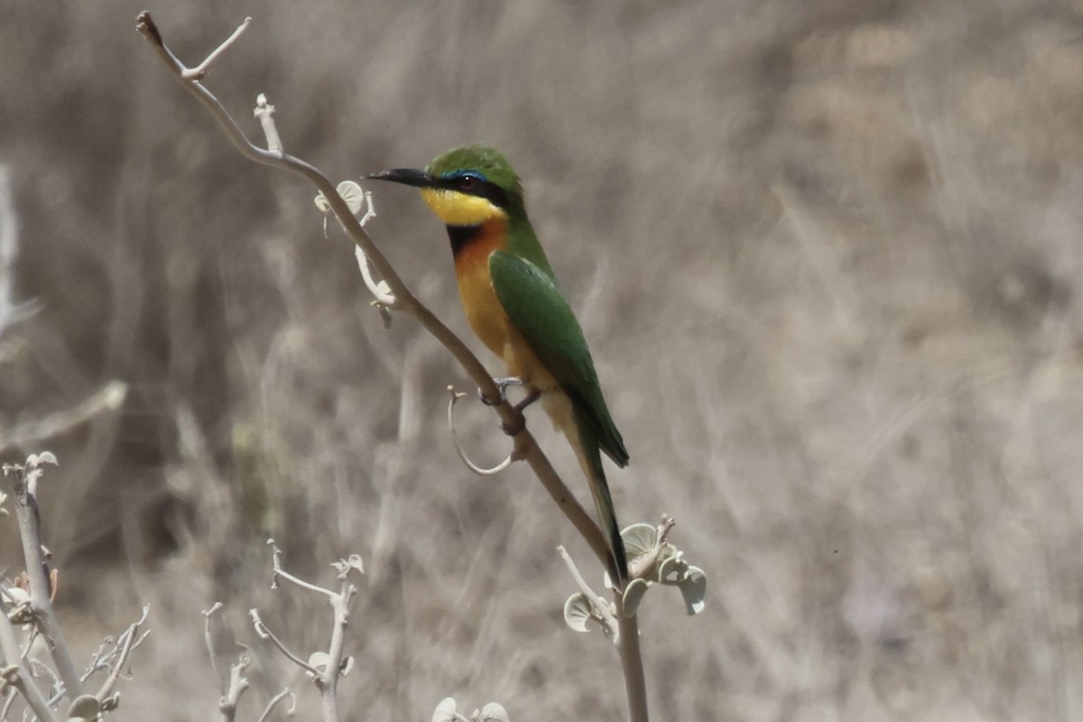 Little Bee-eater - ML646988911