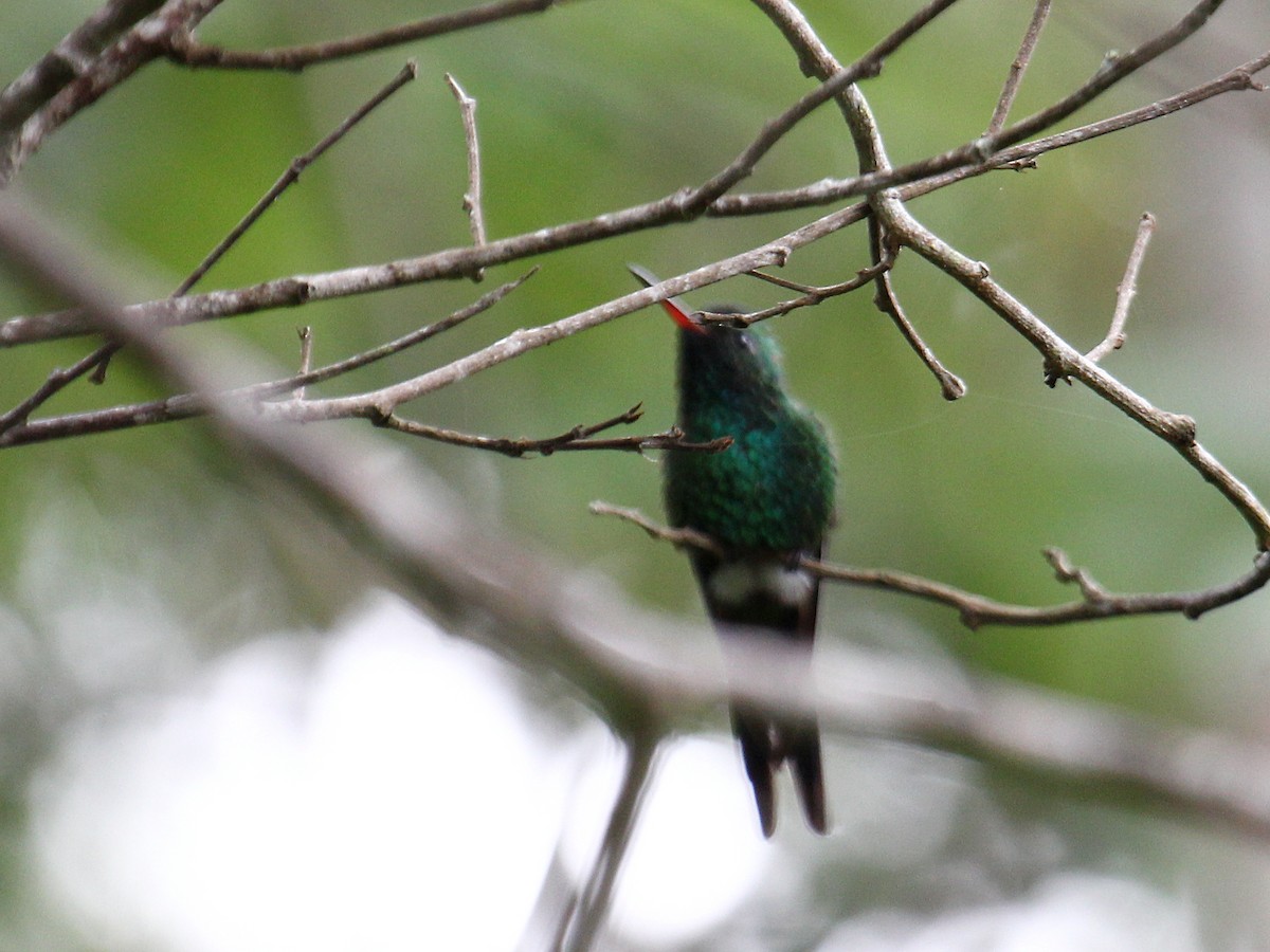 Gabelschwanz-Smaragdkolibri (canivetii) - ML646988913