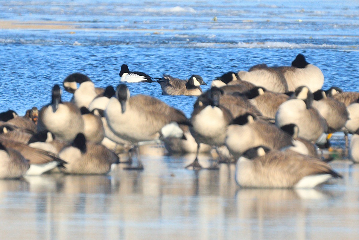 berneška malá - ML646988923