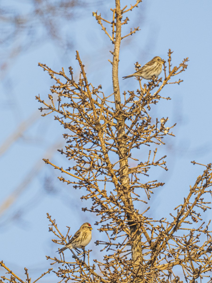 Txoka txikia - ML646988924