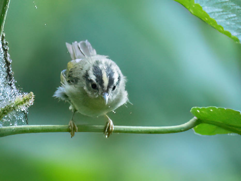 Three-striped Warbler - ML646988928