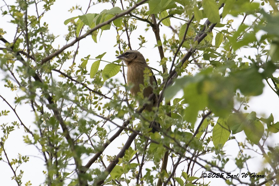 Kapuzenweber - ML646988932