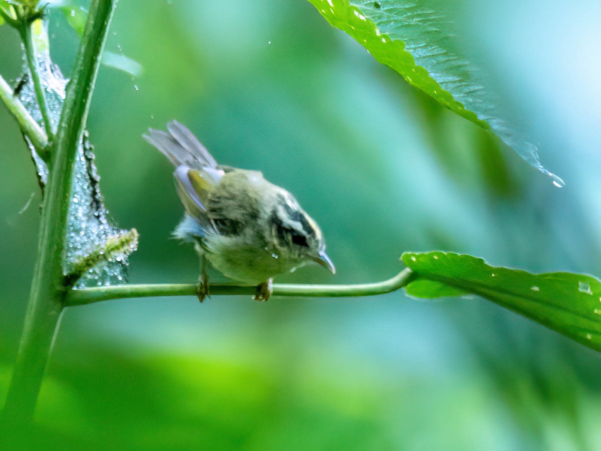 Three-striped Warbler - ML646988934
