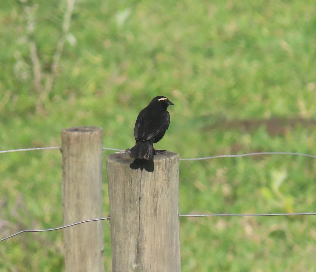 Шпаркос білобровий - ML646988936