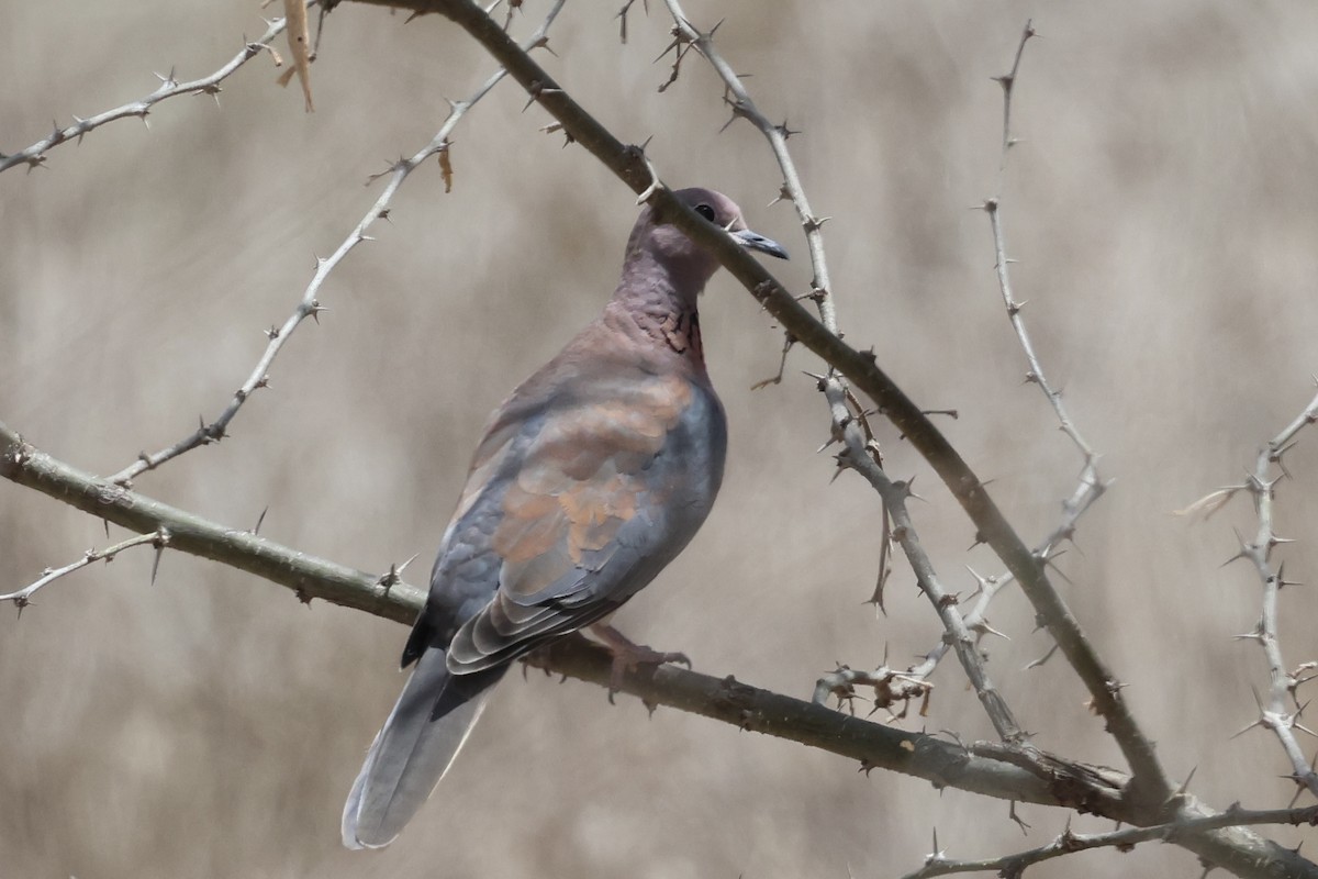 ワライバト - ML646988946