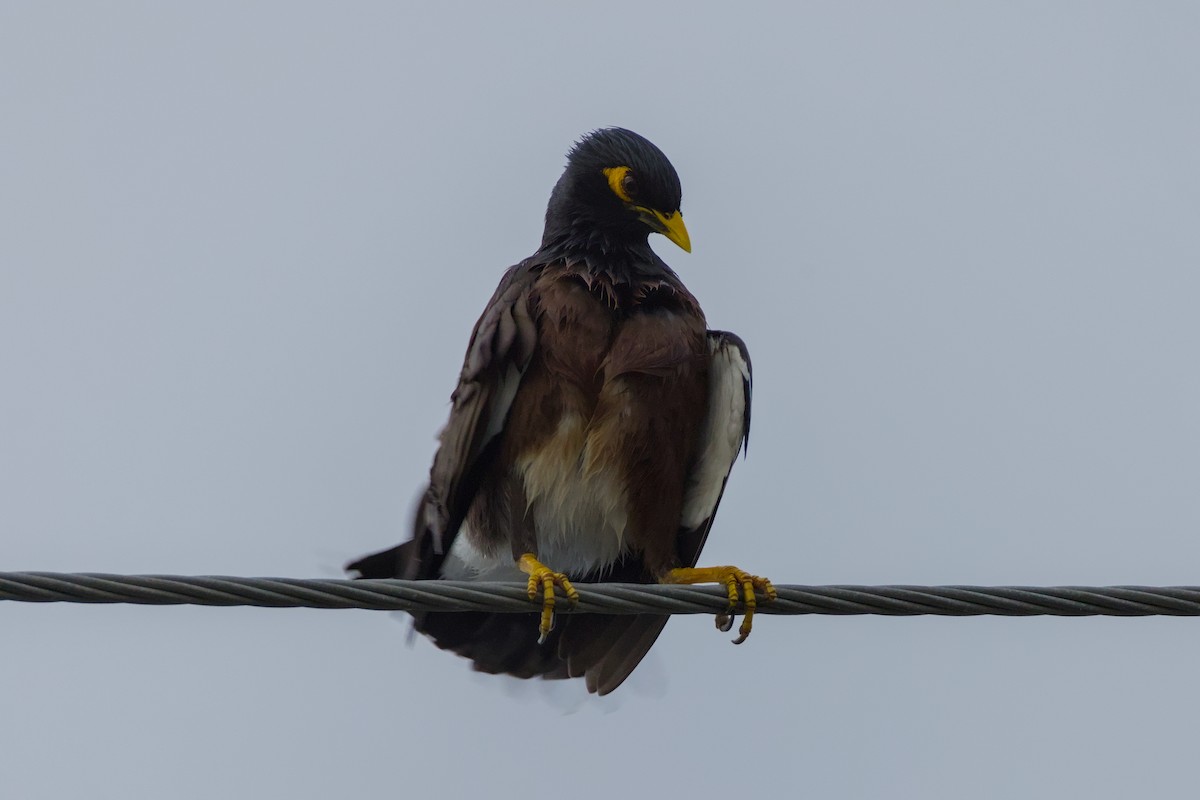 Common Myna - ML646988947