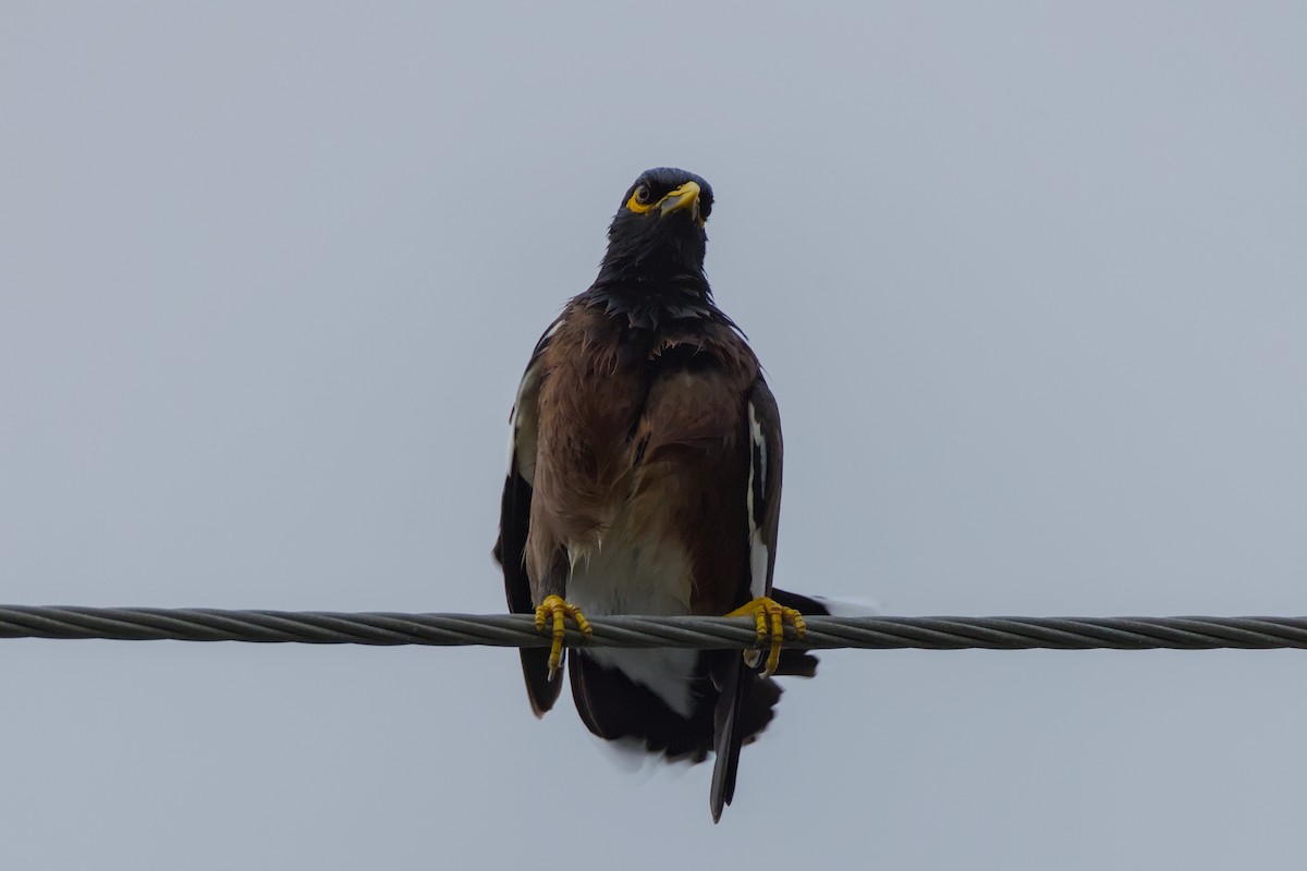 Common Myna - ML646988948