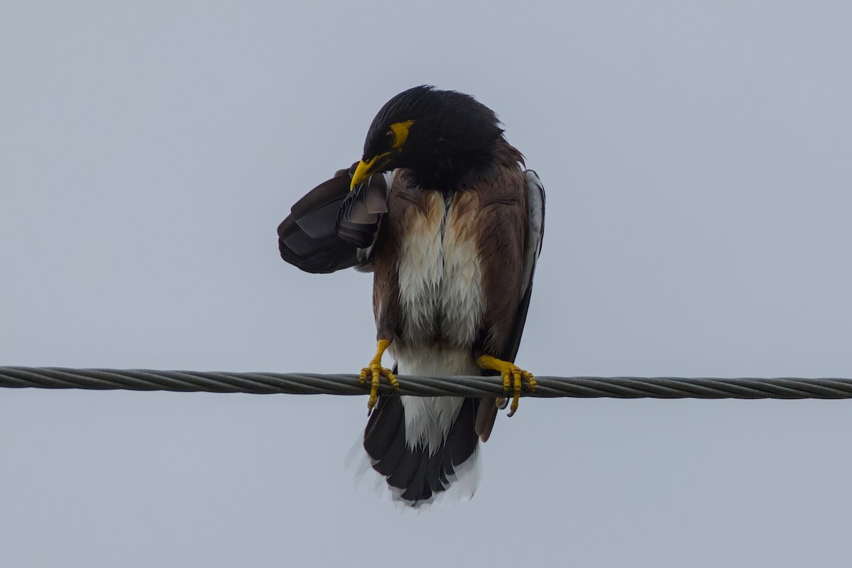 Common Myna - ML646988949