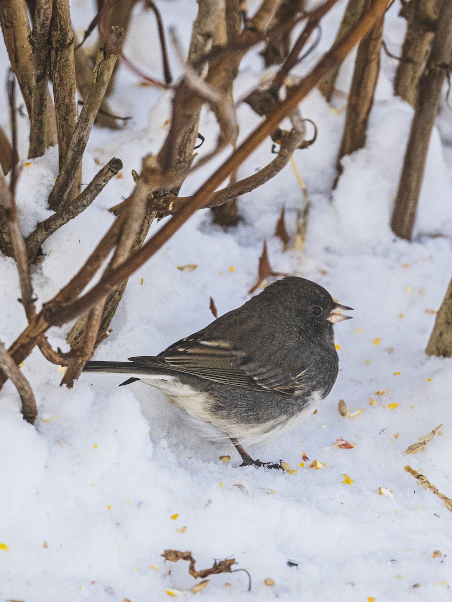 Dark-eyed Junco - ML646988953
