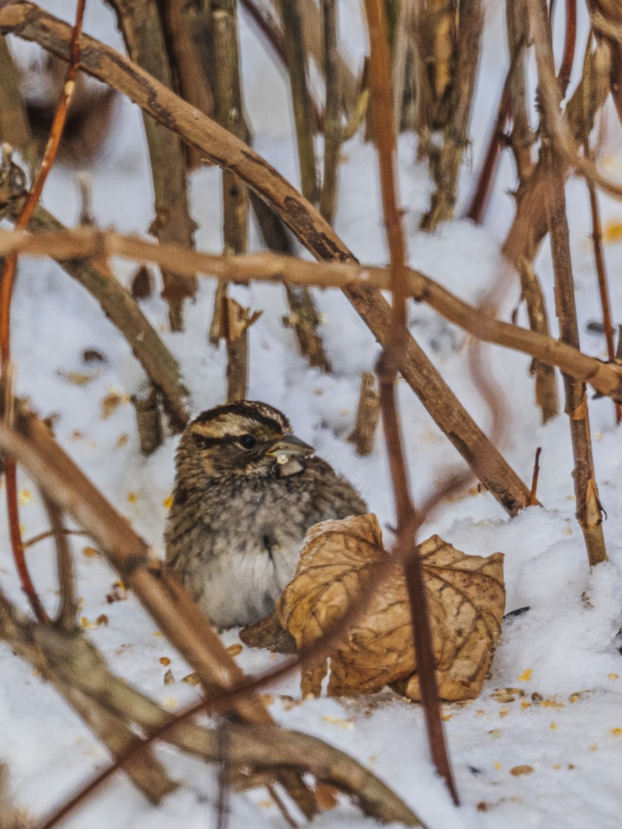 White-throated Sparrow - ML646988961