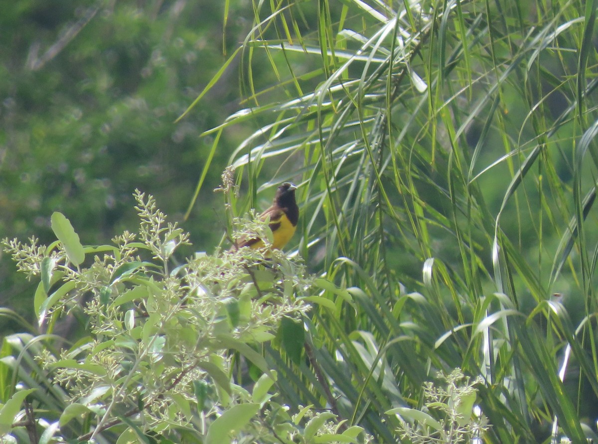 Yellow-rumped Marshbird - ML646988964
