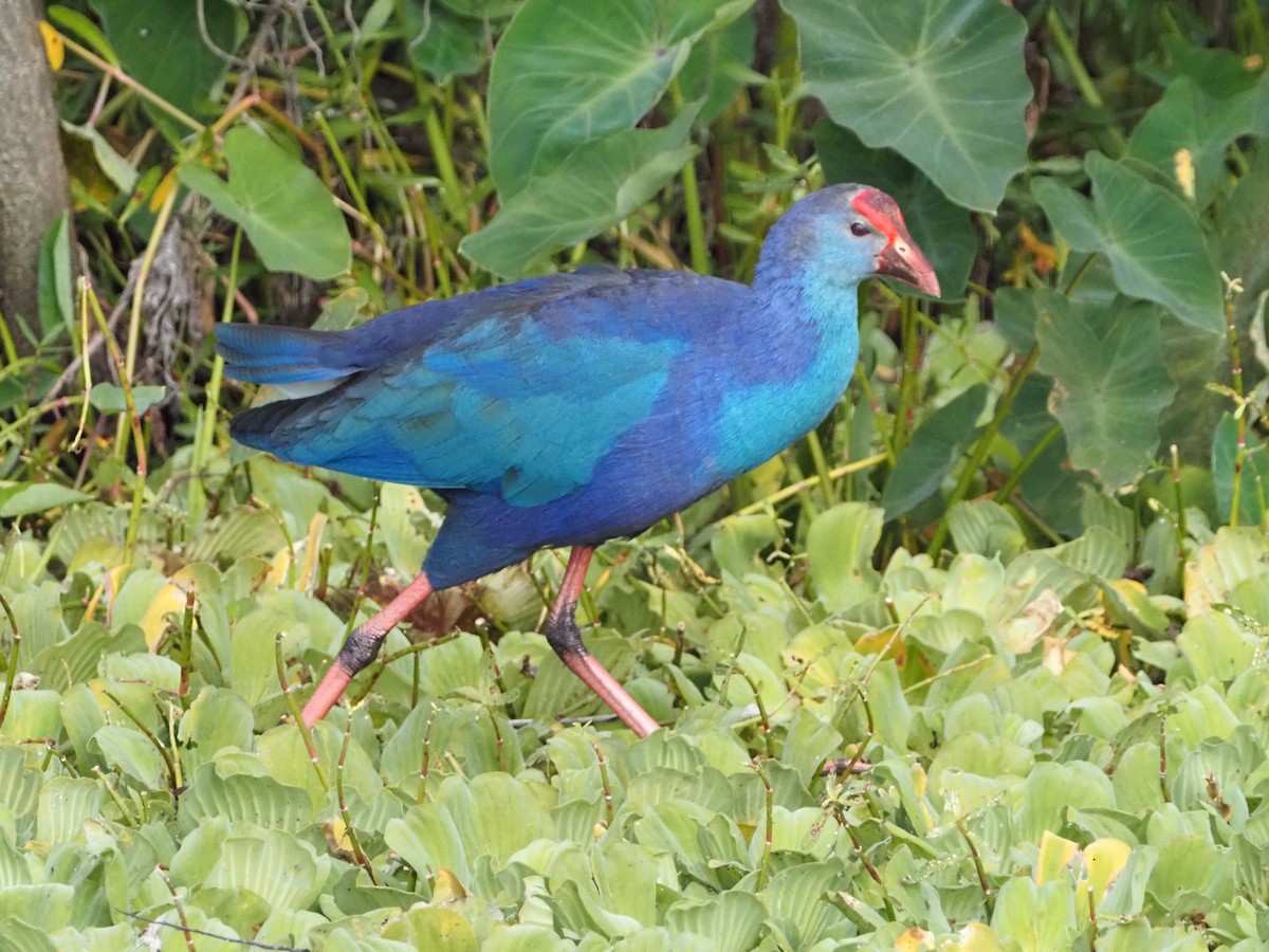 Gray-headed Swamphen - ML646988967
