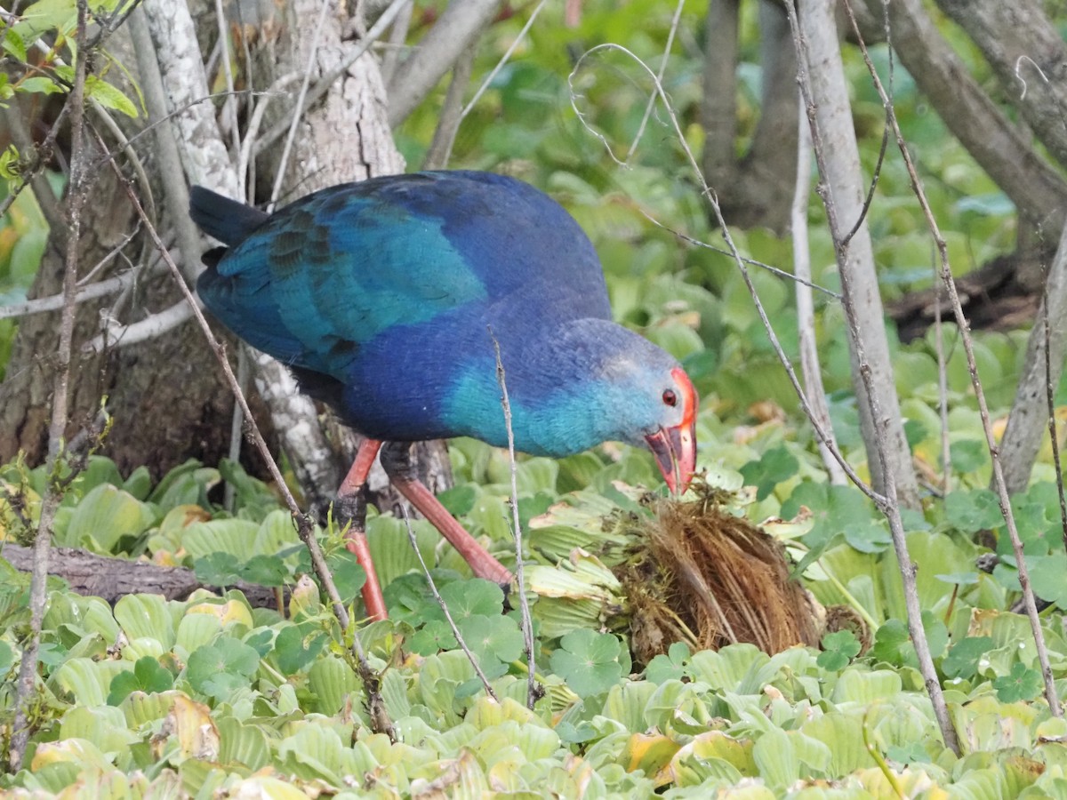 Gray-headed Swamphen - ML646988968
