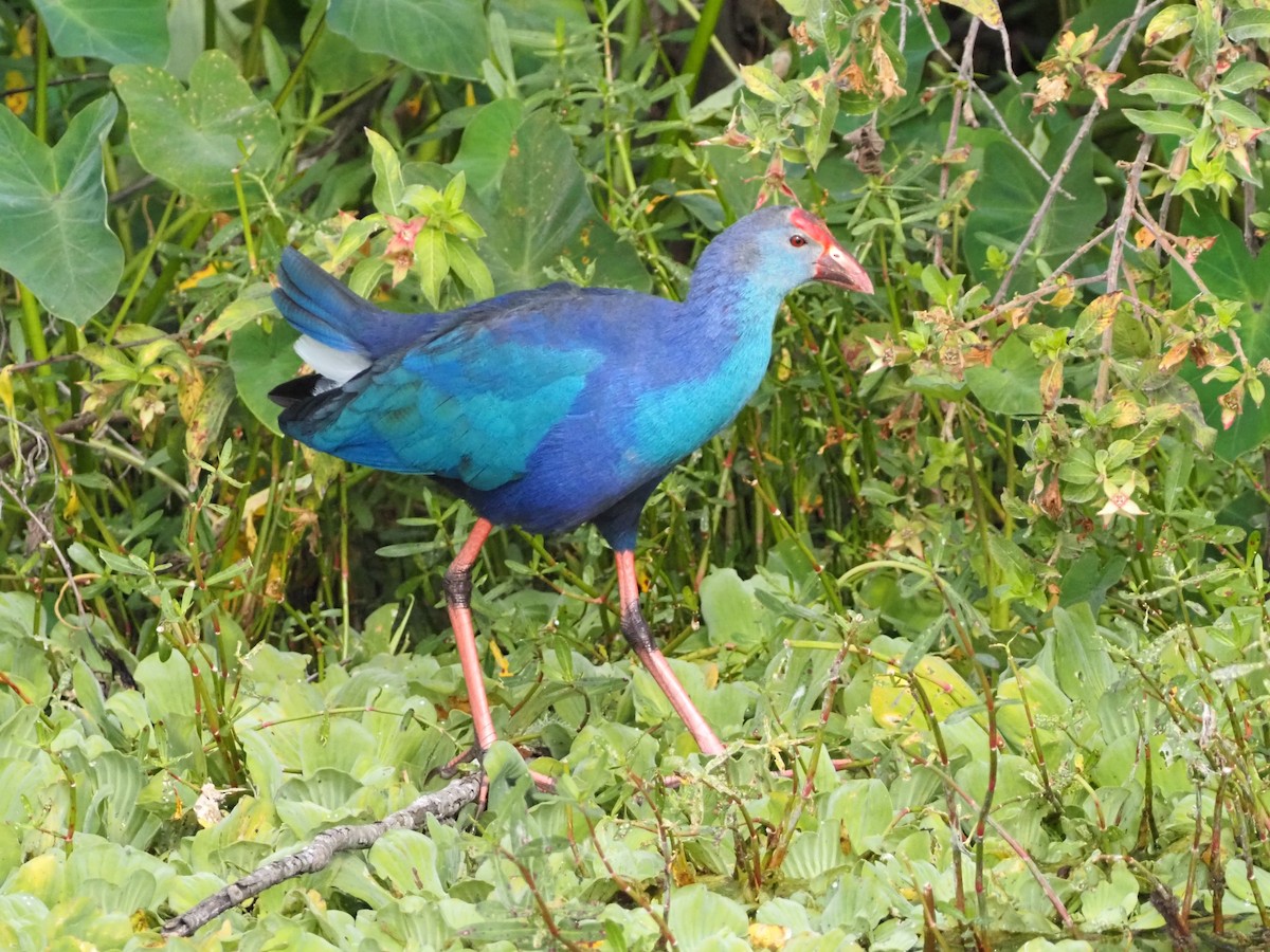 Gray-headed Swamphen - ML646988969