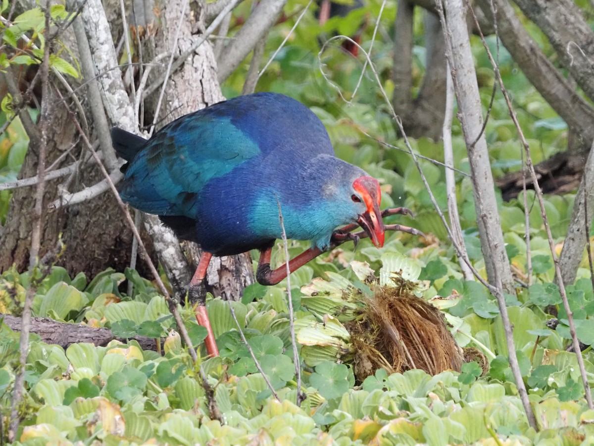 Gray-headed Swamphen - ML646988970