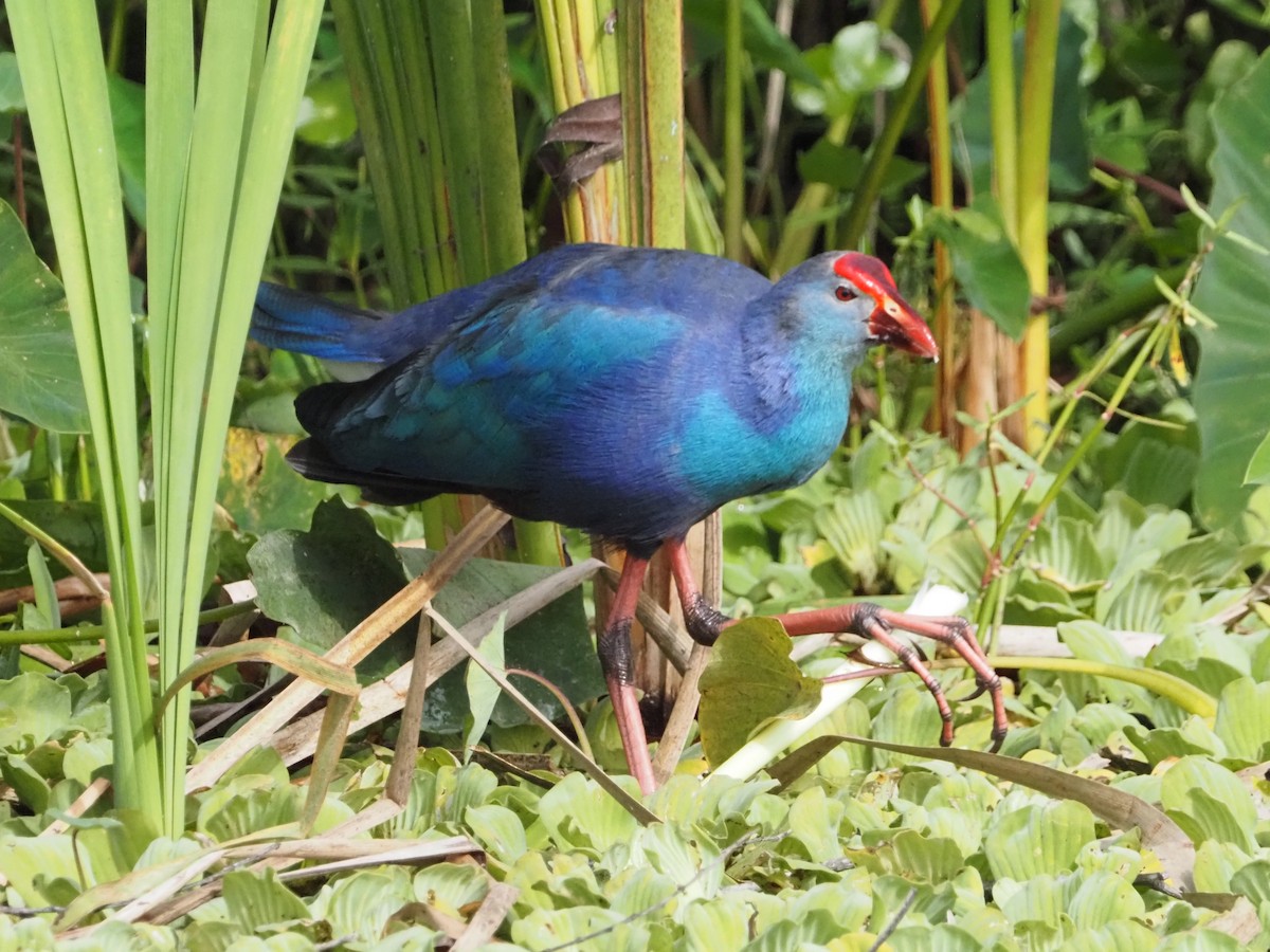 Gray-headed Swamphen - ML646988971