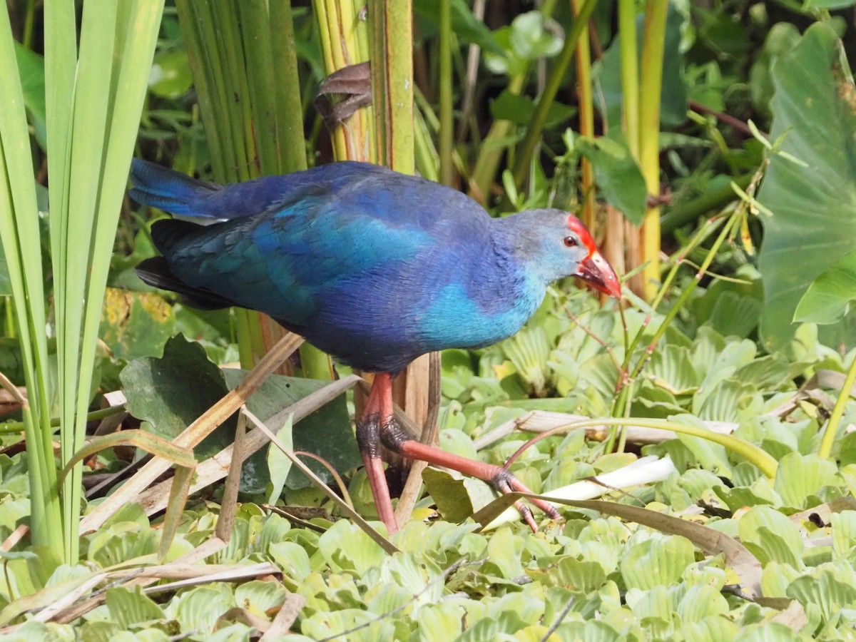 Gray-headed Swamphen - ML646988972