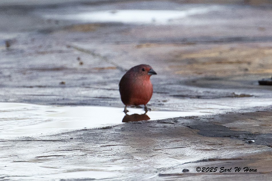 Jameson's Firefinch - ML646988973