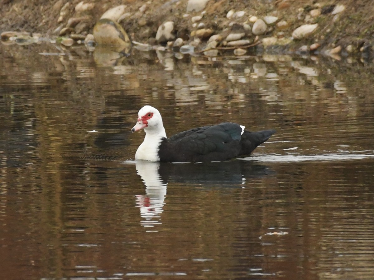 Pato Criollo (variedad doméstica) - ML646988979