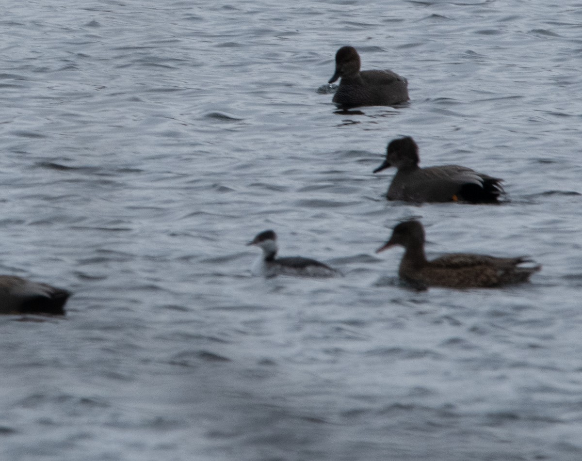 Txilinporta urrebelarria - ML646988980