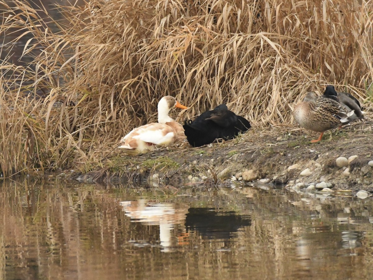 Pato sp. - ML646988989