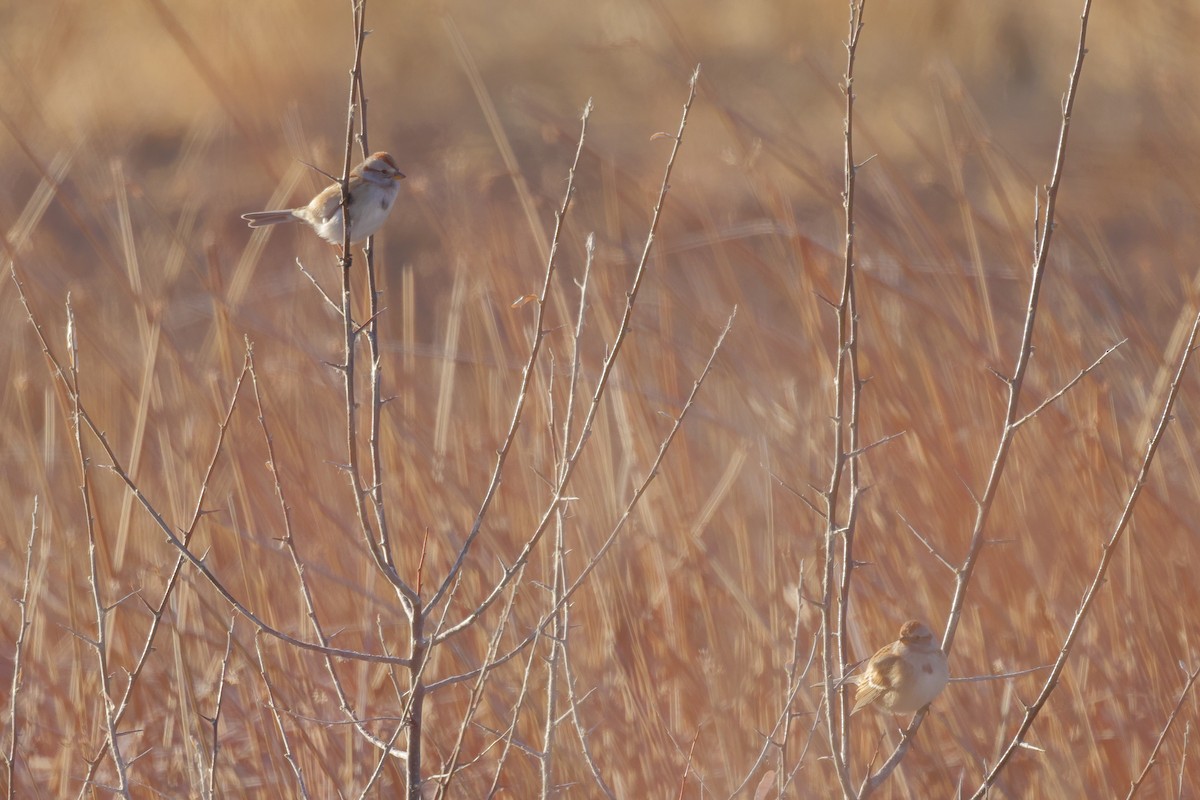 Hudson Körfezi Serçesi - ML646988993