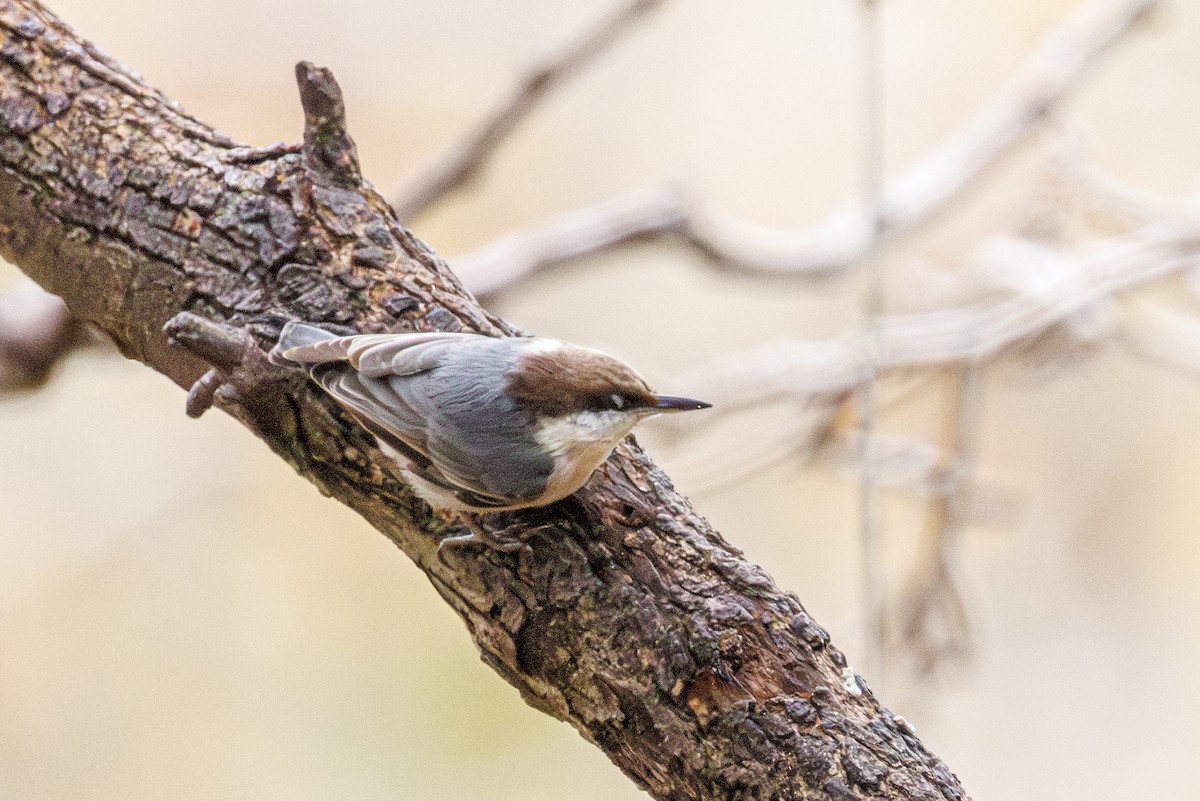 Brown-headed Nuthatch - ML646988996