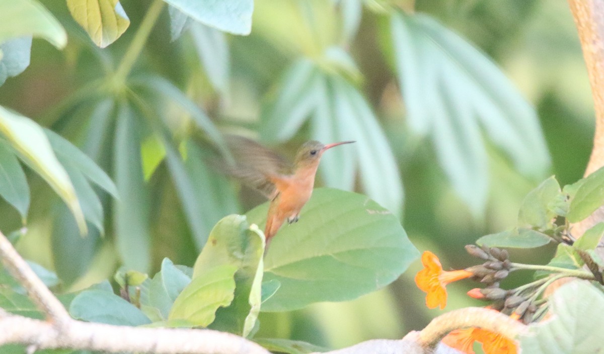 Cinnamon Hummingbird - ML646988997