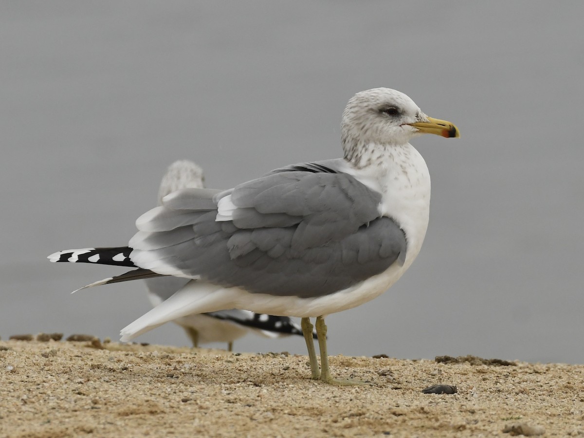 Gaviota Californiana - ML646988998