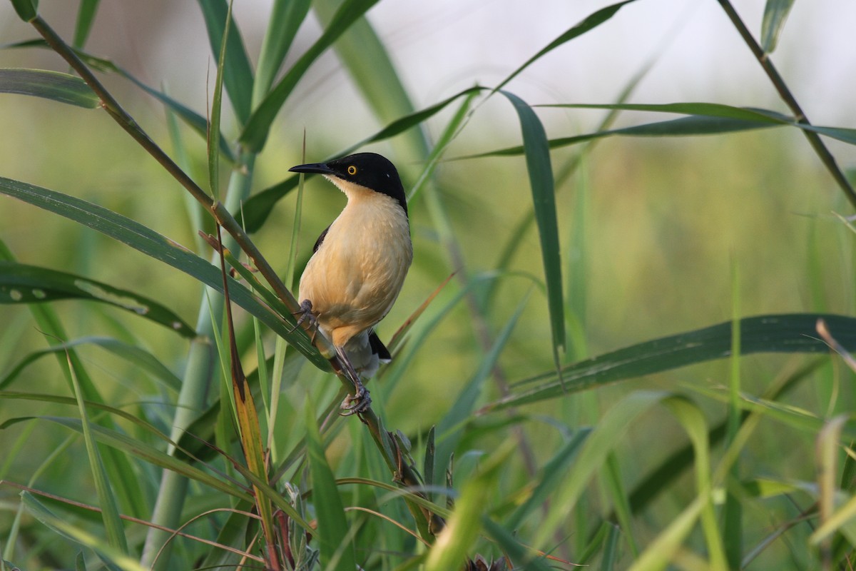 Black-capped Donacobius - ML646989005