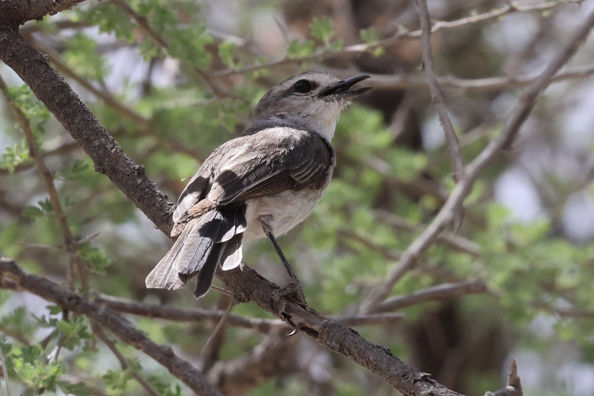 African Gray Flycatcher - ML646989023