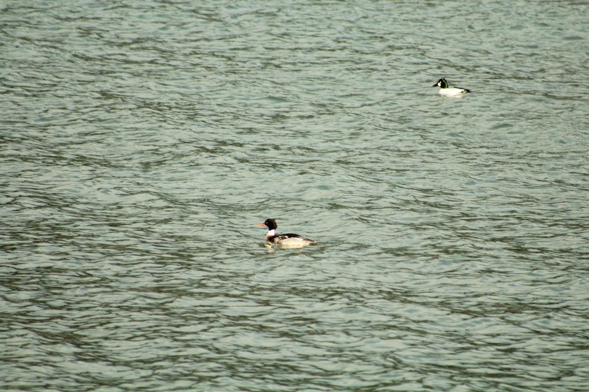 מרגון בינוני - ML646989026