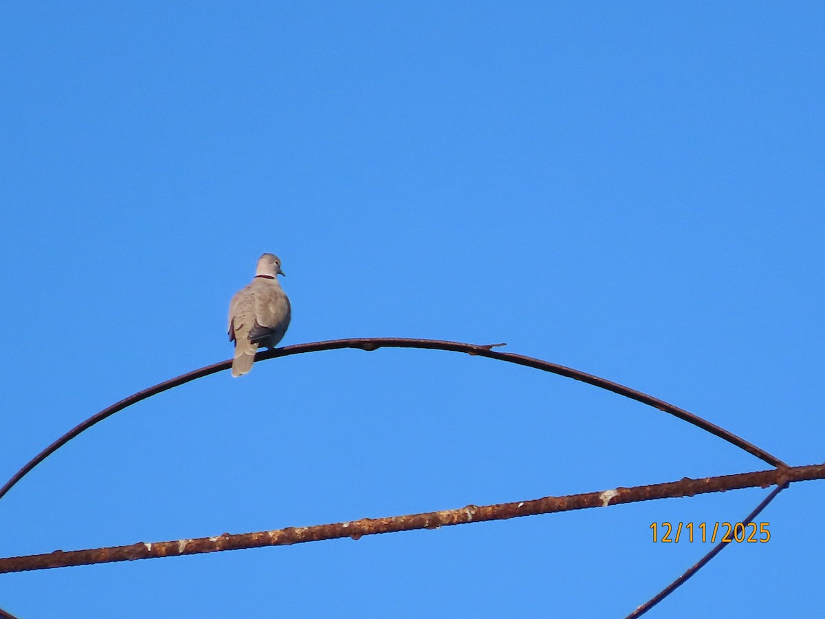 Eurasian Collared-Dove - ML646989035