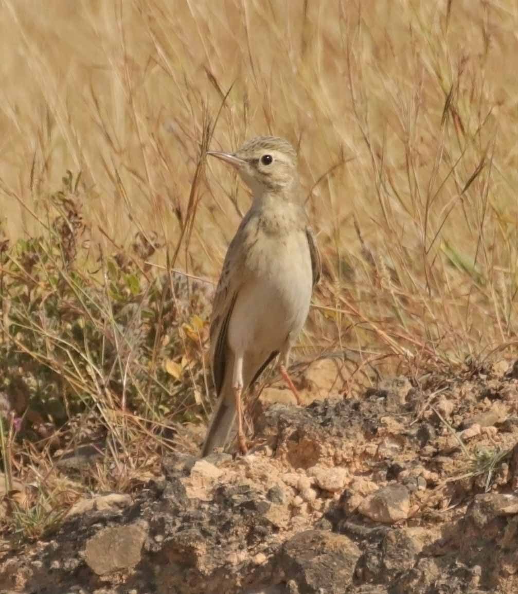 Длинноклювый конёк - ML646989037