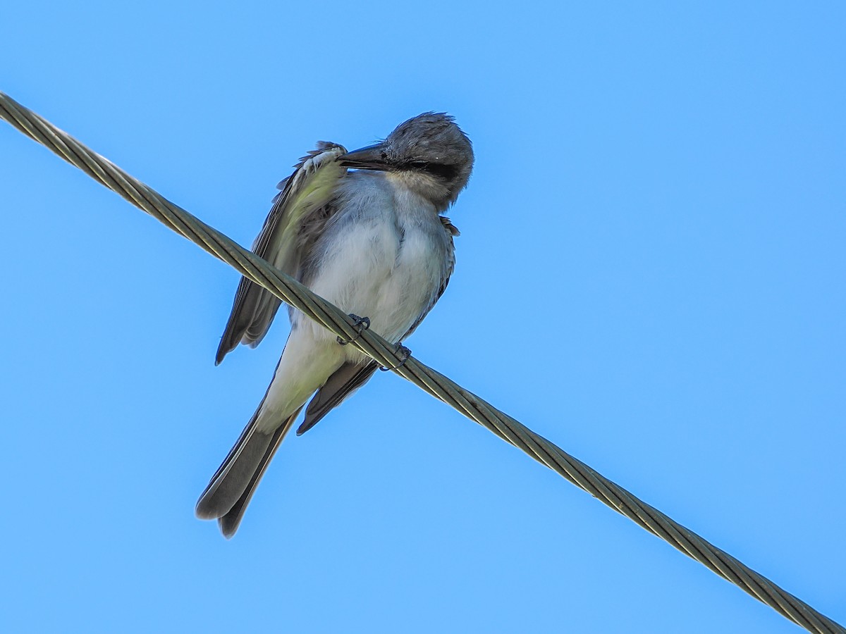 Gray Kingbird - ML646989038