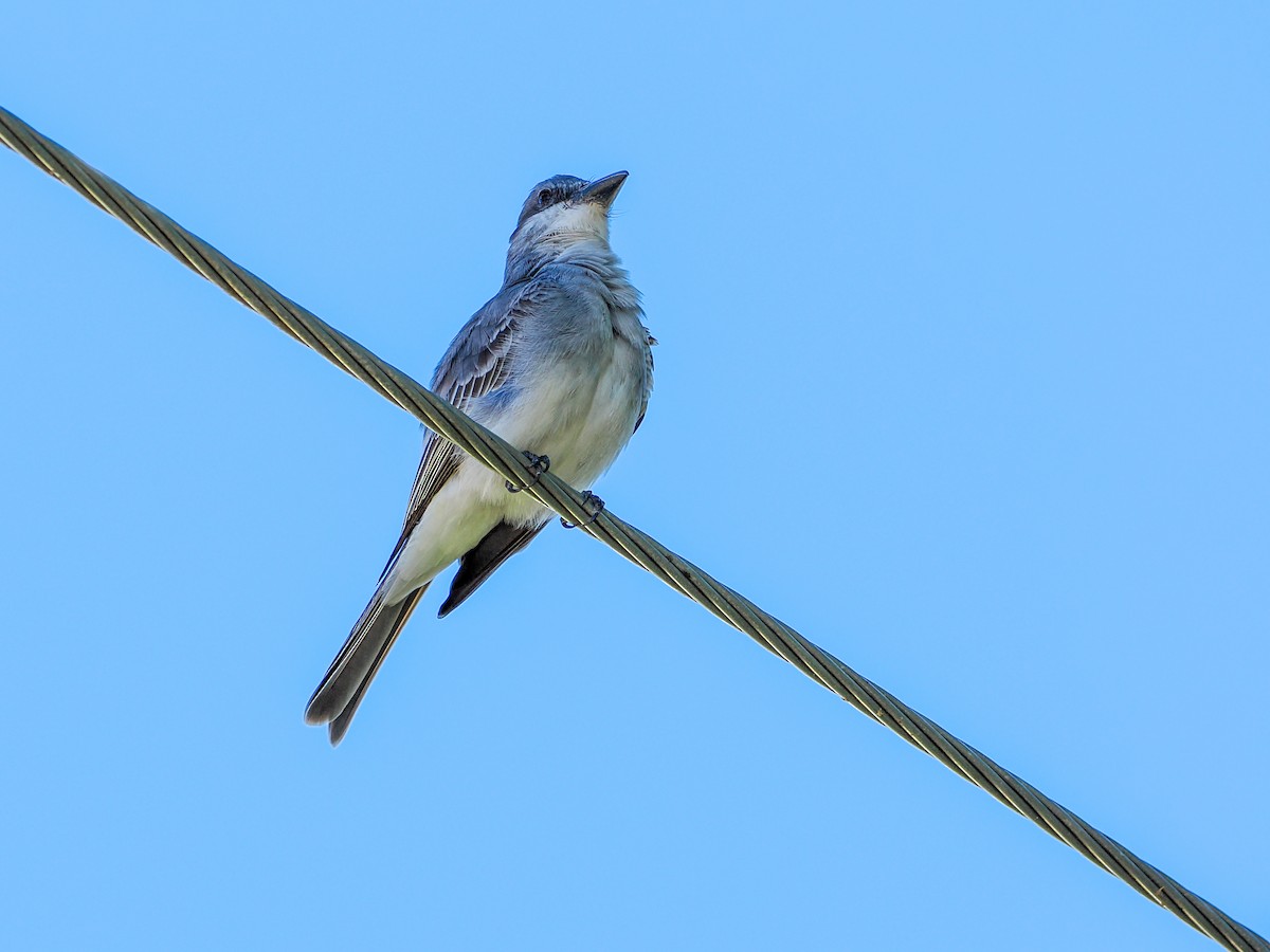 Gray Kingbird - ML646989039