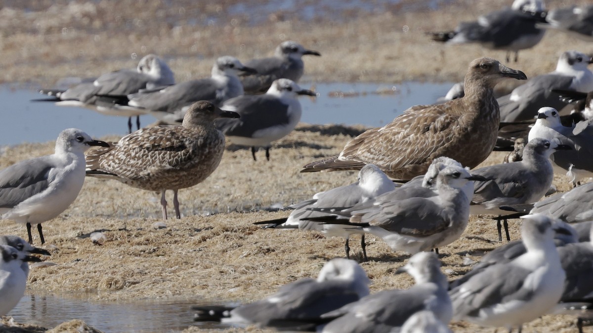 American Herring Gull - ML646989040