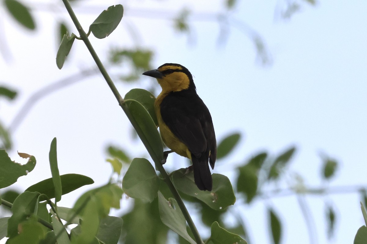 Black-necked Weaver - ML646989042