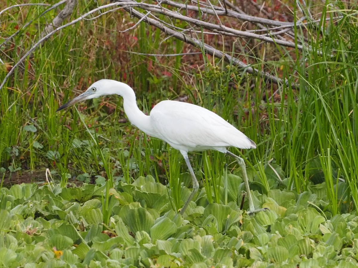 Koartzatxo urdina - ML646989059