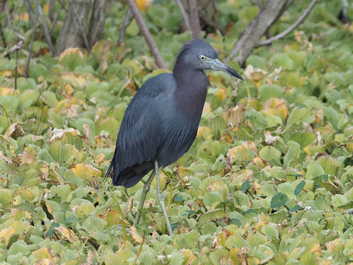 Koartzatxo urdina - ML646989061