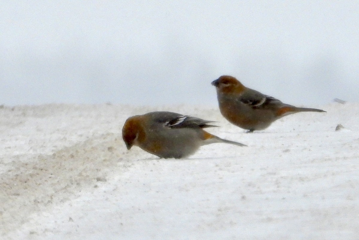 Pine Grosbeak - ML646989062