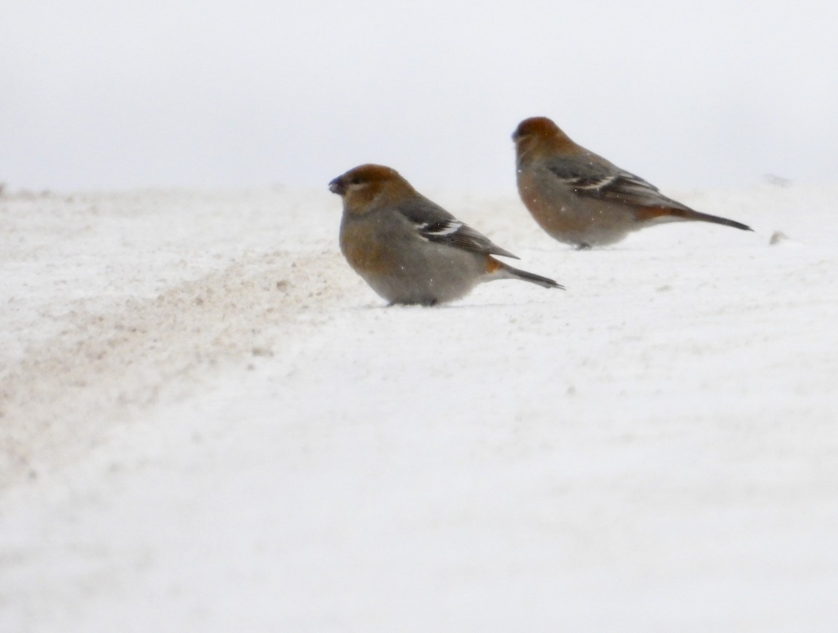 Pine Grosbeak - ML646989063